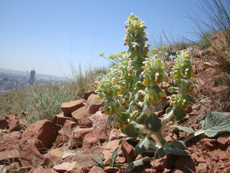 بالوتا
